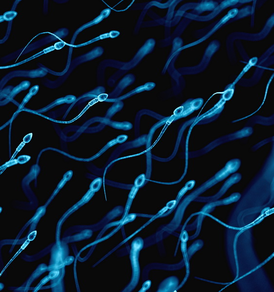 Diminuzione spermatozoi, fertilità a rischio per gli uomini occidentali